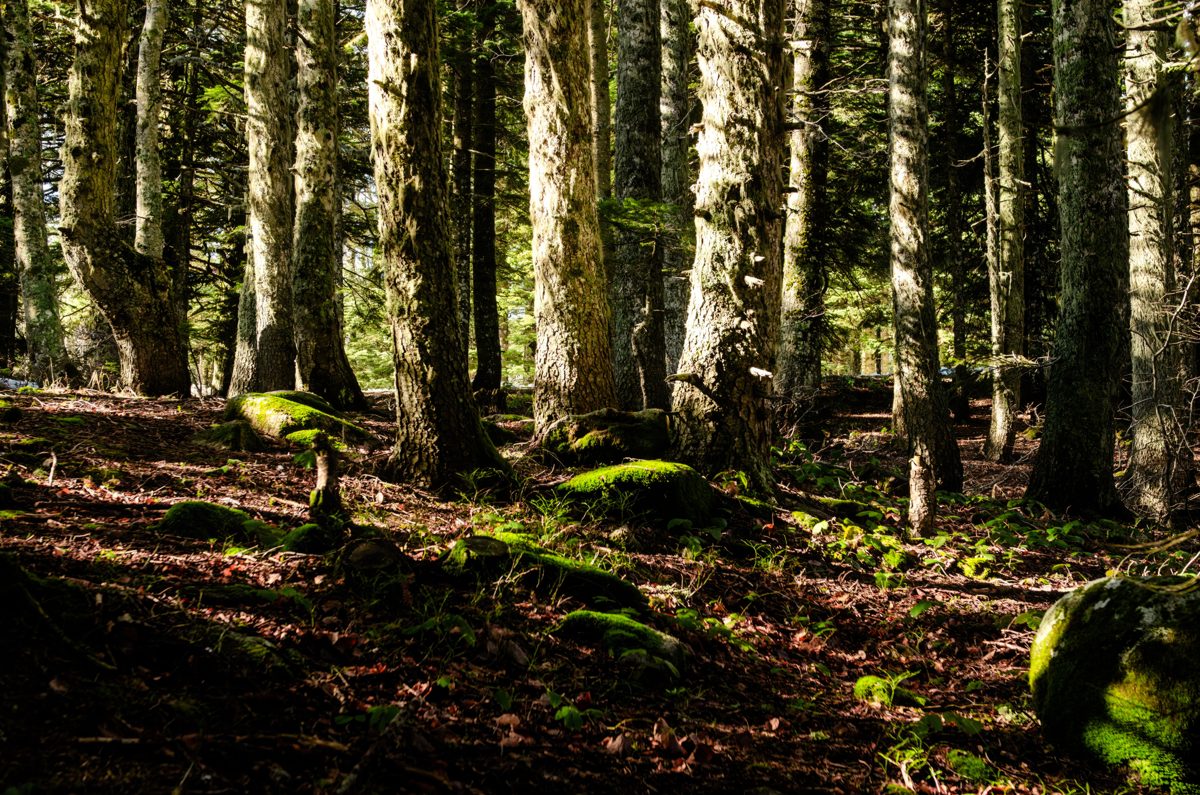 Mossy forest floor under tall trees