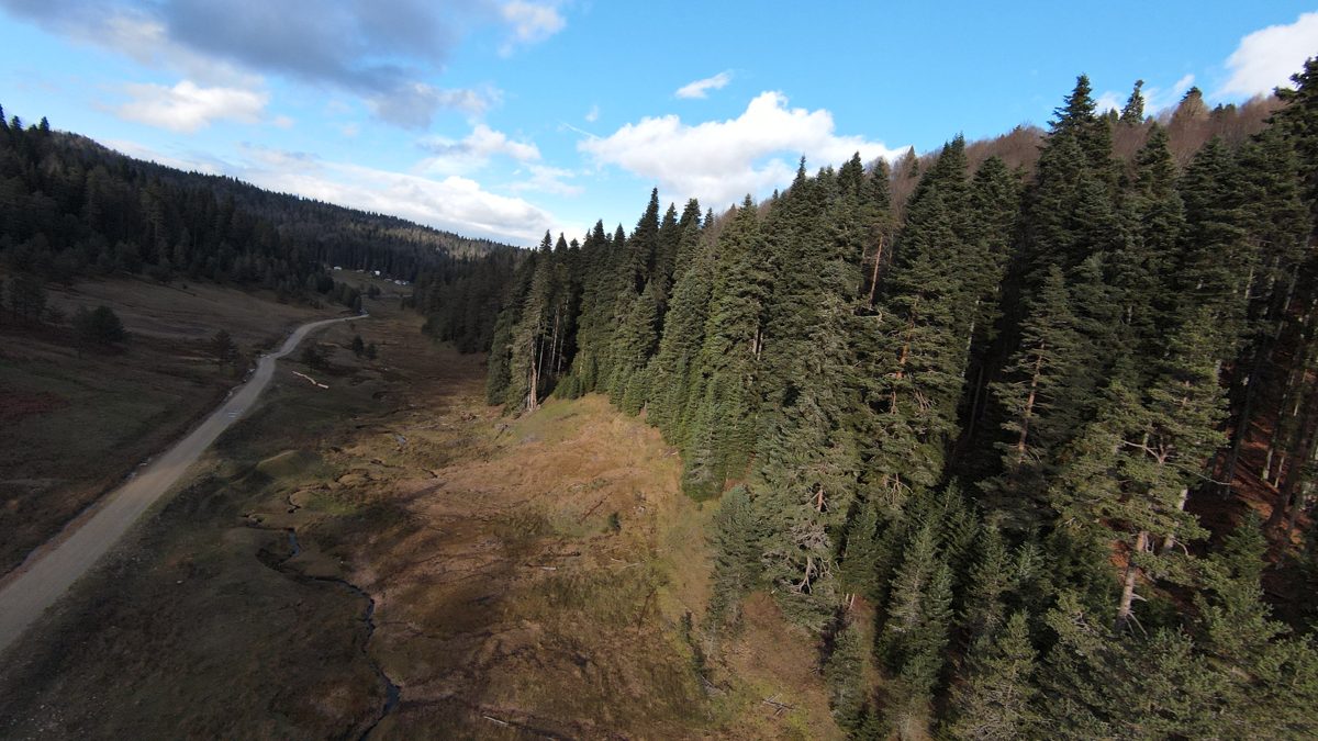 FPV drone view over a pine forest with a dirt road cutting through