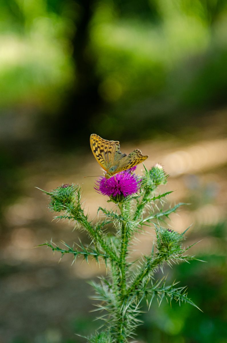 Butterfly on a purple thistle